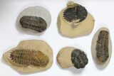 Lot: Assorted Devonian Trilobites - Pieces #119922-2